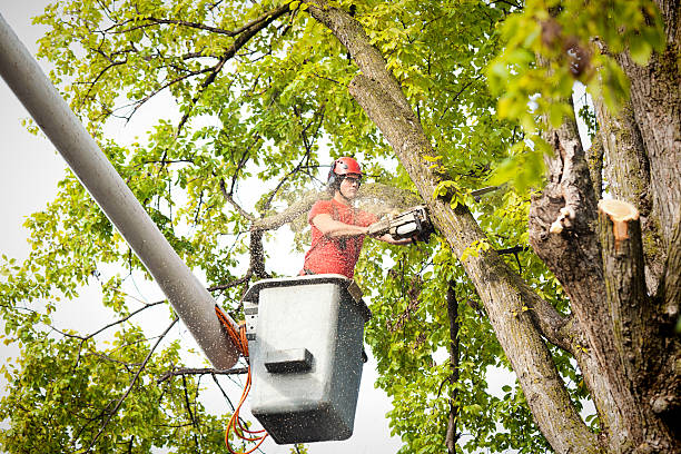 The Steps Involved in Our Tree Care Process in Vashon, WA